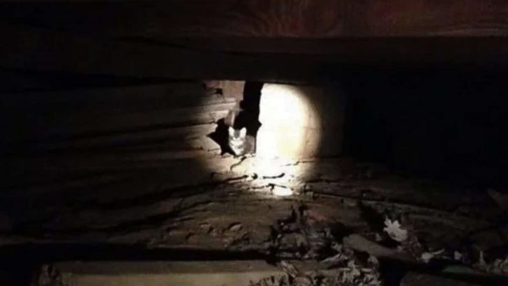 Sweet Kitten Refused To Come Out From Under The Shed, But This Family Never Gave Up On Him