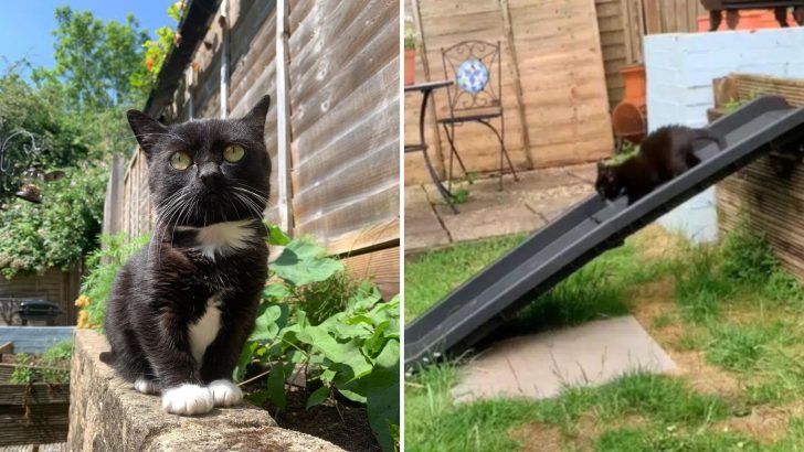 Lovely Cat Mom Wins The Internet’s Heart For Building A Customized Backyard For Her Dwarf Cat