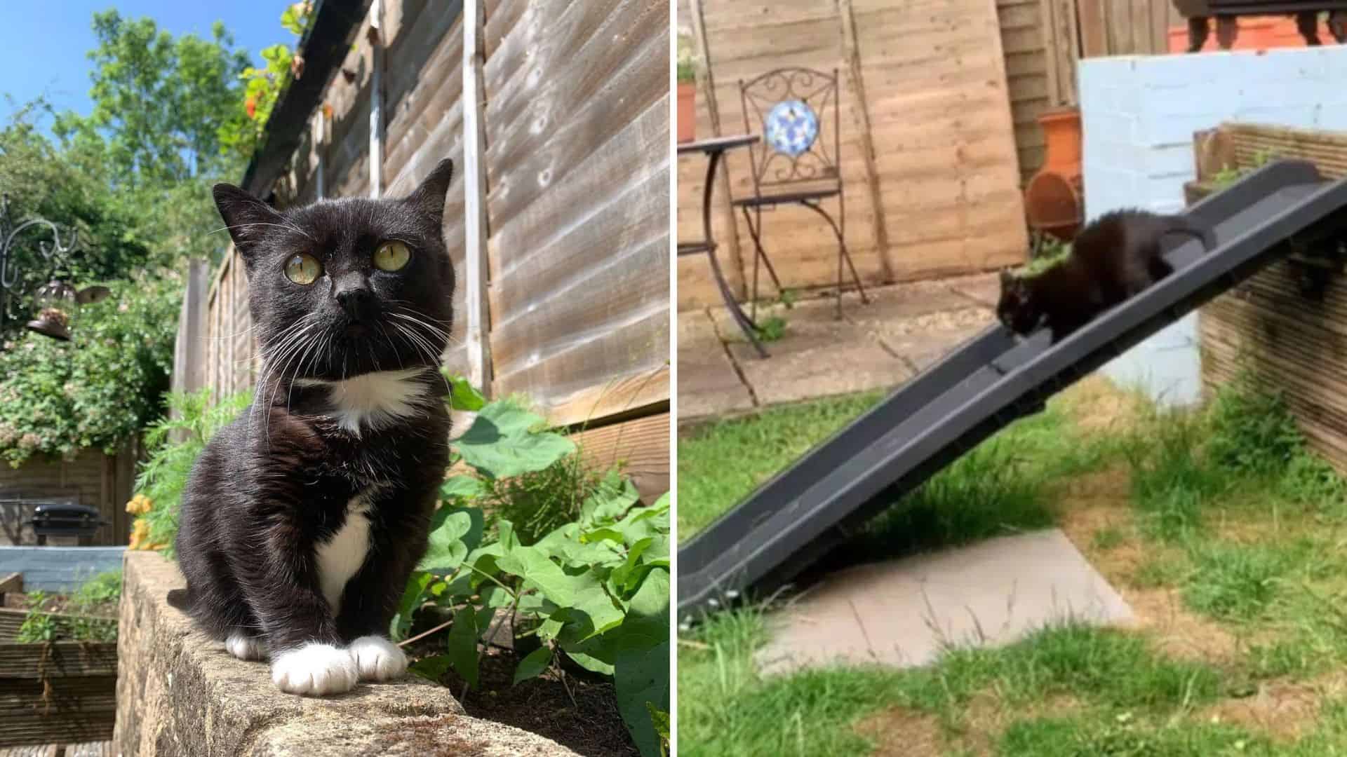 The Story Of A Woman Who Adapted Her Backyard To Suit Her Dwarf Cat
