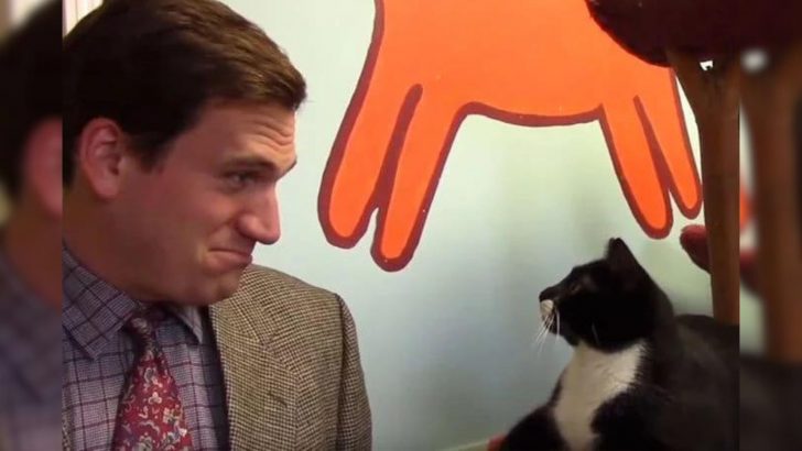 This Animal Shelter Makes Low-Budget Cat Commercial That Goes Viral (VIDEO)