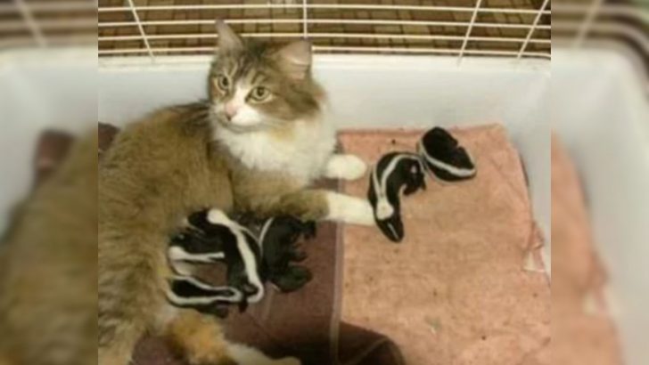 Barn Cat Embraces The Role Of A Loving Mom To Six Abandoned Baby Skunks