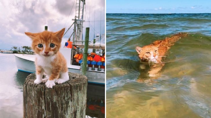 Adorable Ginger Cat Learns To Swim From His Dog Brothers And Falls In Love With The Ocean