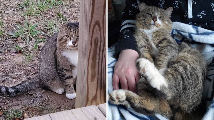 After Years Of Living On Tennessee Streets, This Feral Cat Finally Trades Hissing For Purring