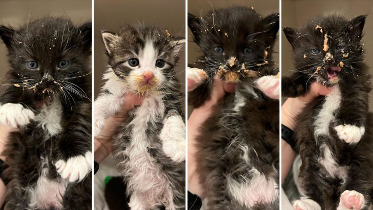 Four Portland Kittens Rescued From Cold Stray Life By A Woman With Huge Heart