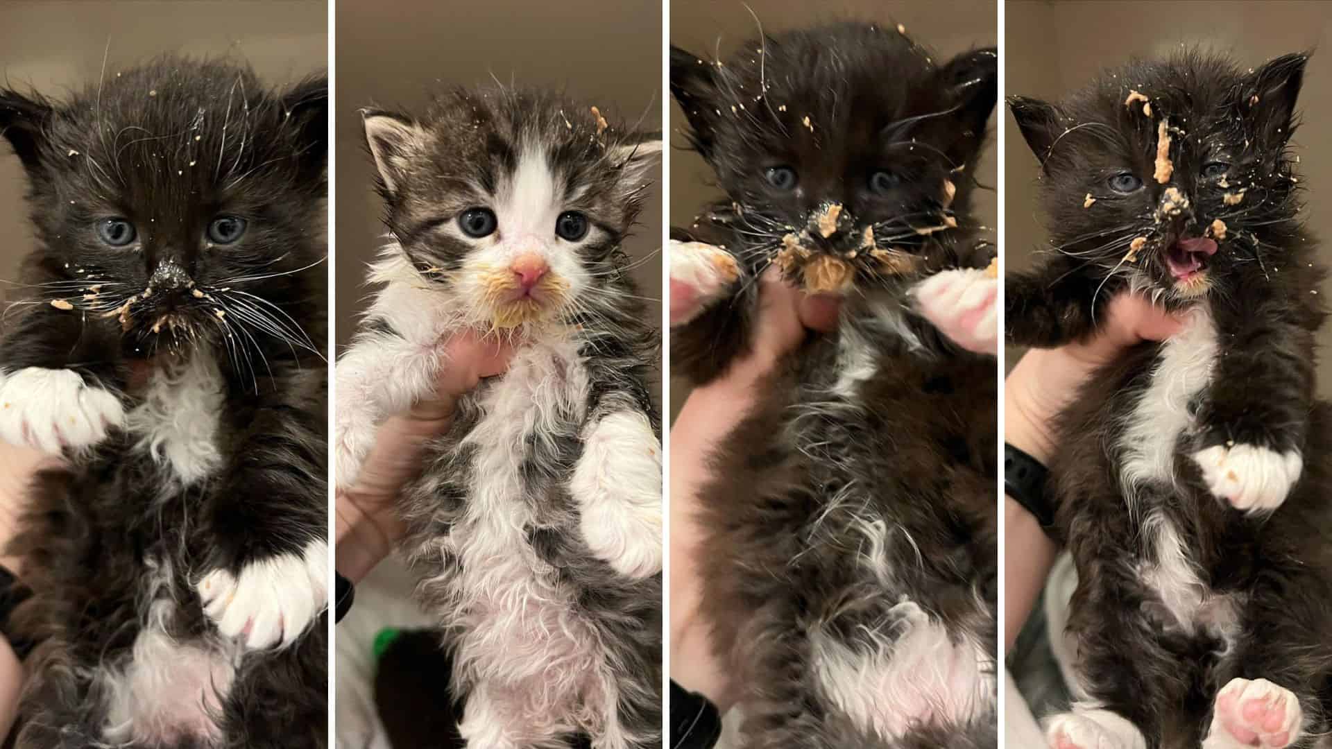 rescued four kittens from rain and cold weather