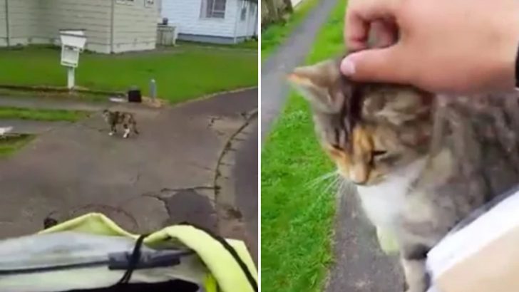 Kitty Finds Her Favorite Person In A Mailman And Eagerly Awaits His Arrival Every Day
