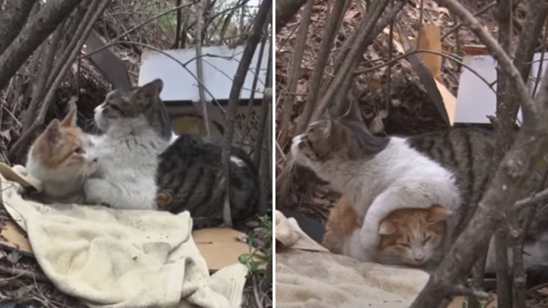 kitty helping her disabled friend