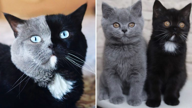 portrait of a cat with two faces