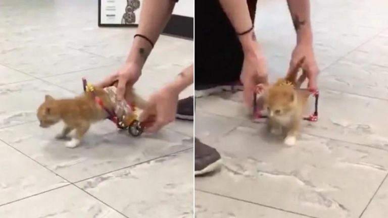 tiny kitten in a wheelchair