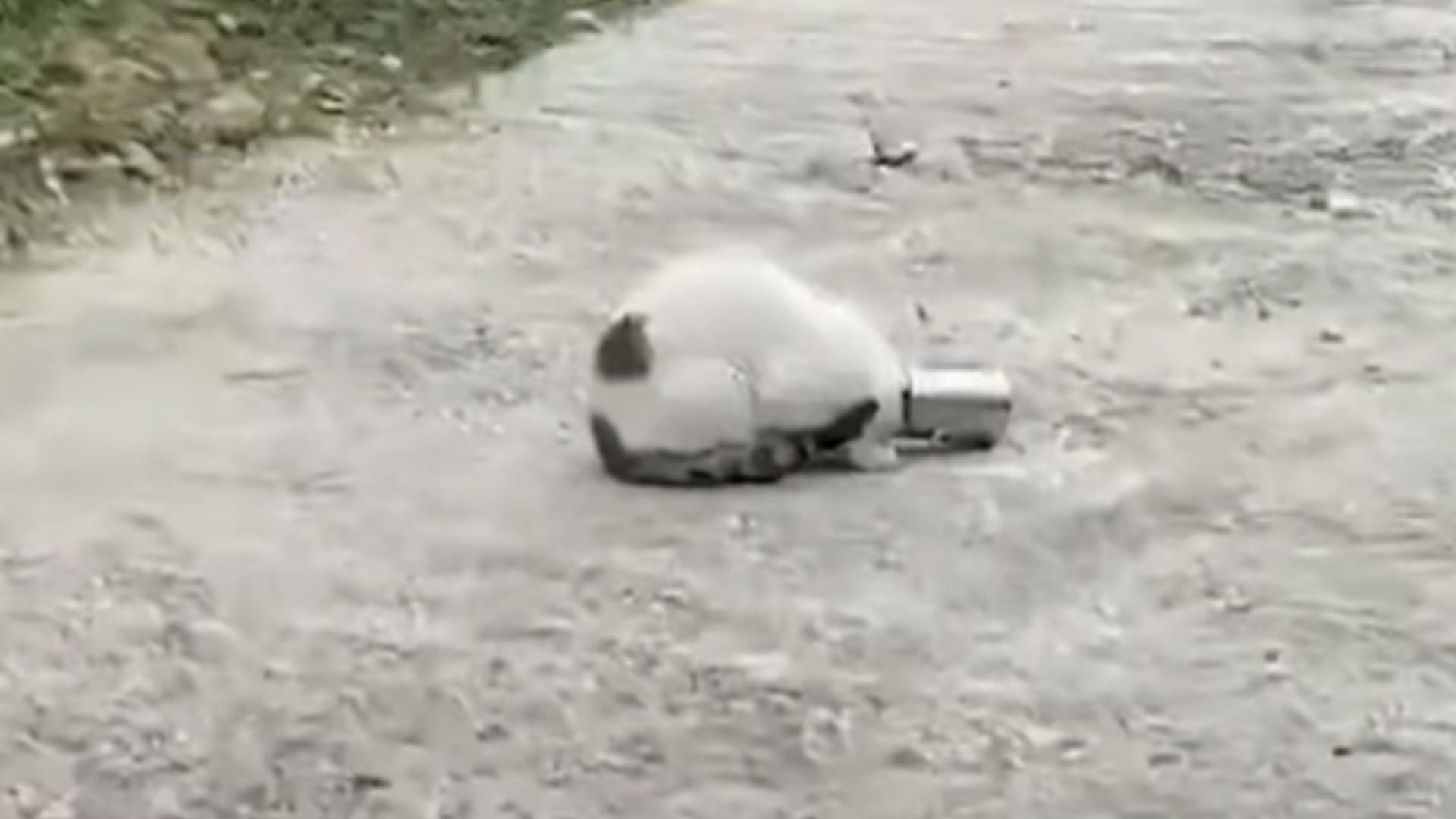 cat with its head stuck in a can