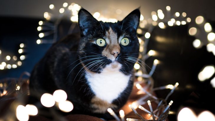 Vet Warns About ‘Dangerous’ Christmas Lights Pet Trend