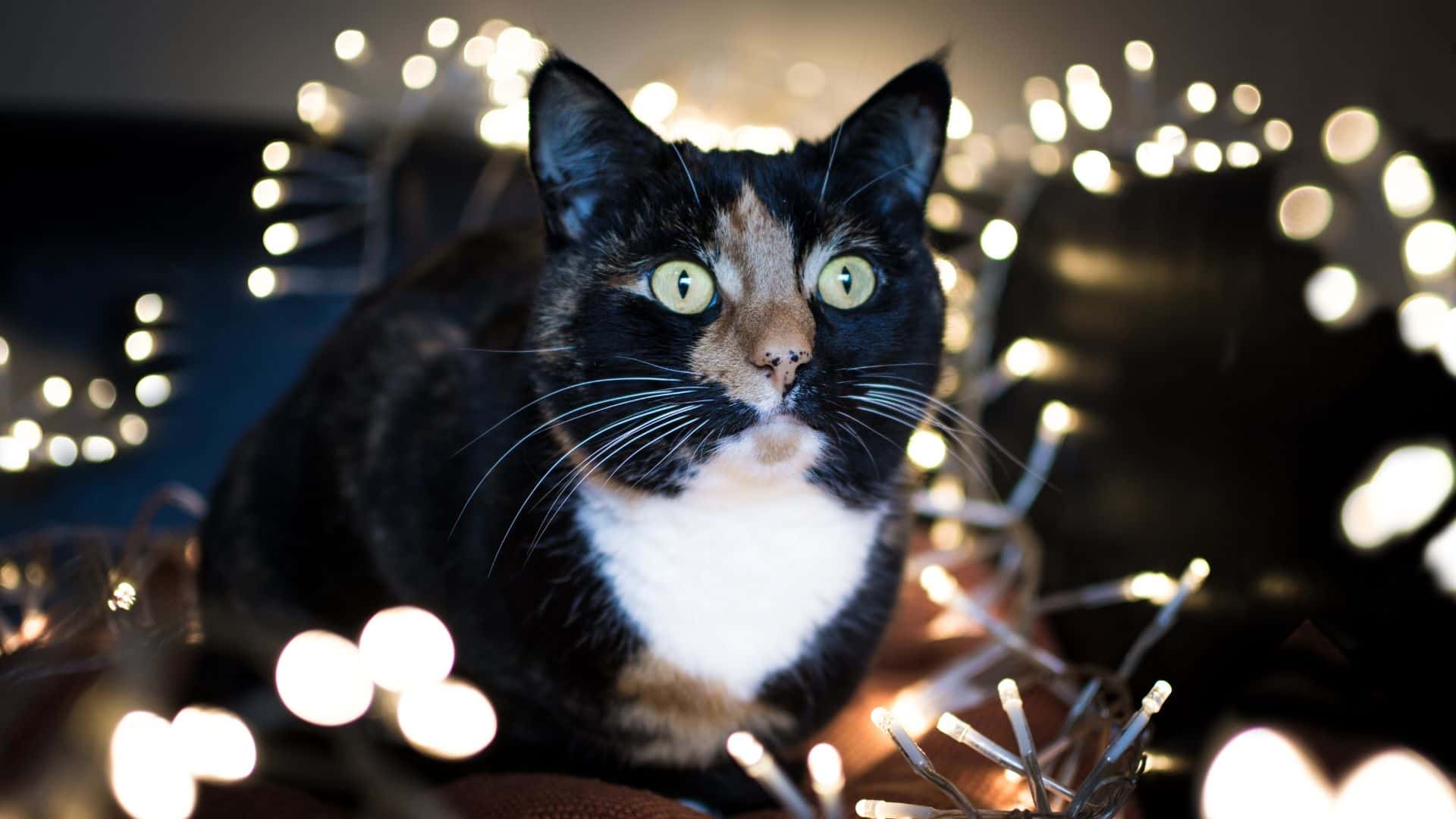 cat and christmas lights