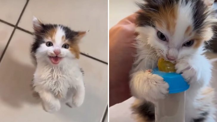 Sweet And Innocent Calico Kitten Transforms Into The Hangriest Beast The Second She Sees Food