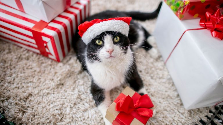 cat with Santa's hat