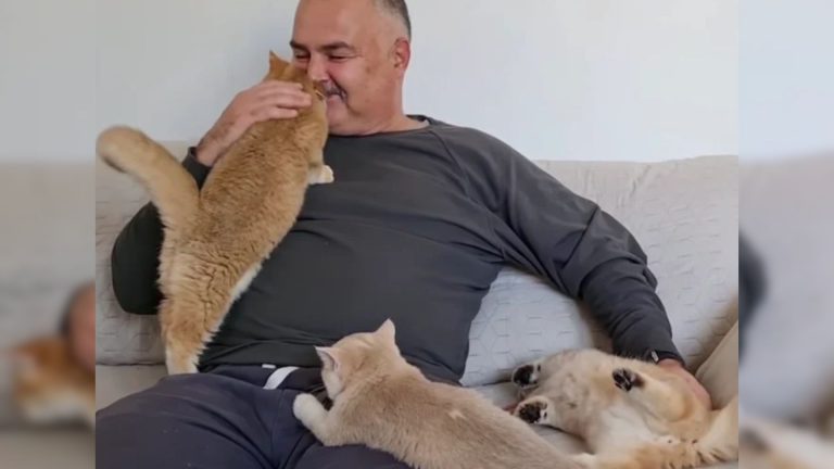 old guy and his kittens