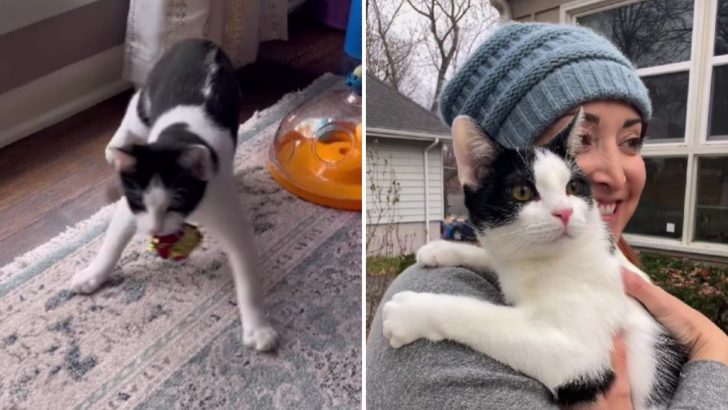 Cat With Cerebellar Hypoplasia Shows His Owner What True Strength Is
