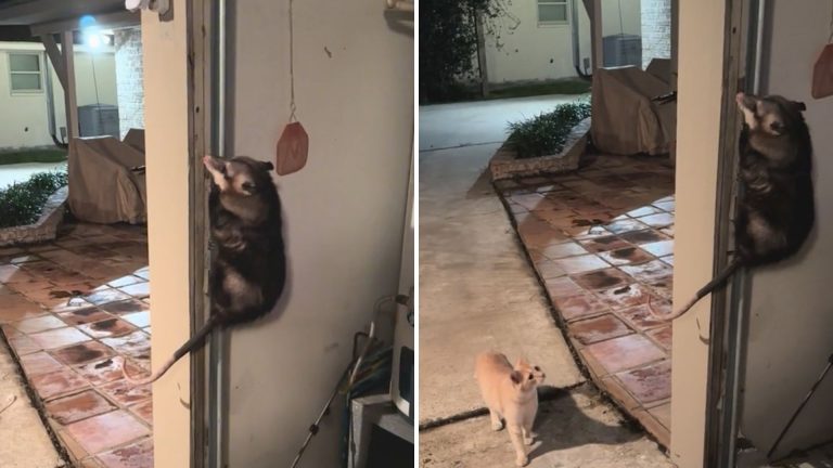 opossum putting a show for cat