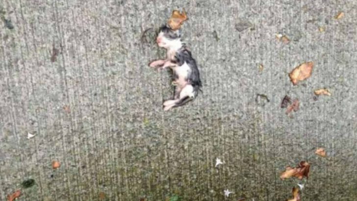Woman Finds Barely Breathing Kitten Soaked On Sidewalk And Rushes to Help