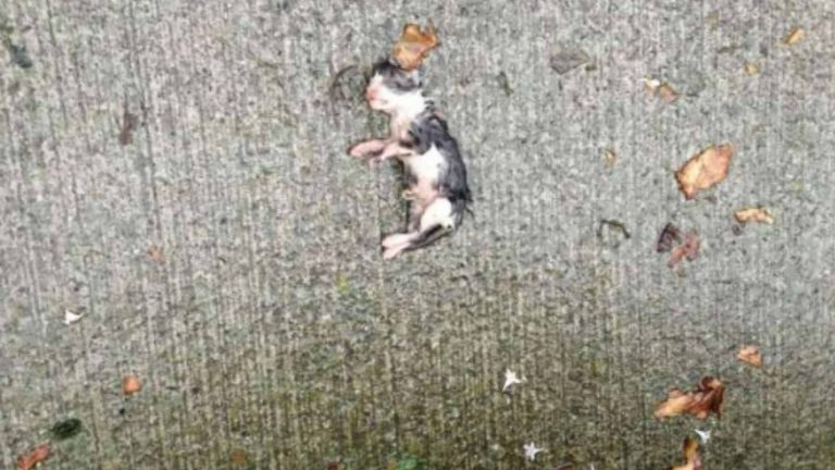 kitten lying helplessly on the sidewalk