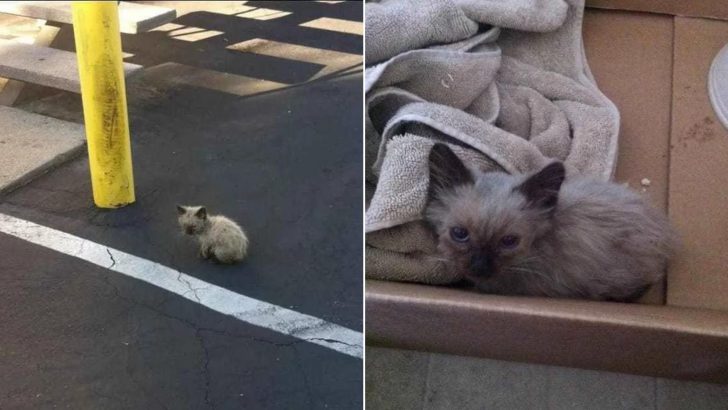 Dirty Stray Kitten Spotted Wandering Around The Apartment Complex All Alone