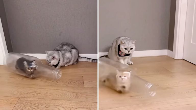 kittens playing with bottle