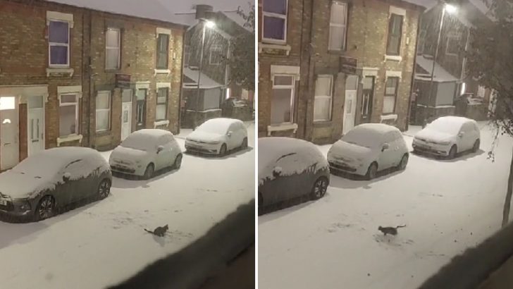 You Definitely Shouldn’t Miss This Video Of A Stray Feline Playing In The Snow