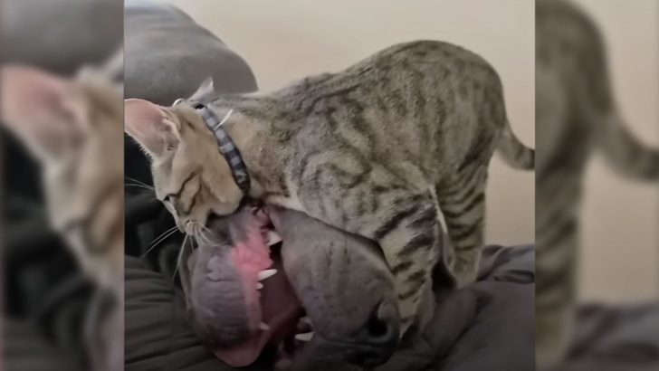 Watch How This Spunky Kitten Keeps His 130-Pound Dog Brother On High Alert
