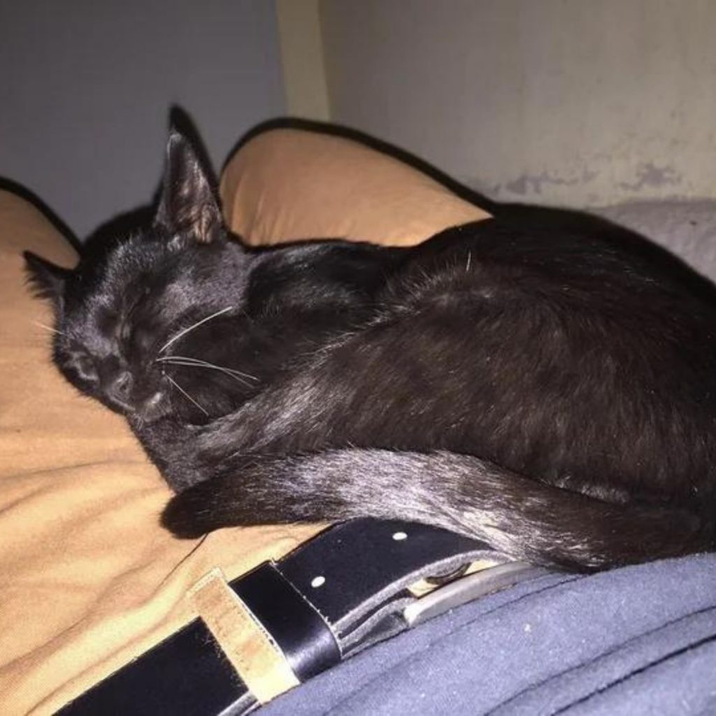 a black cat sleeps on a man's lap