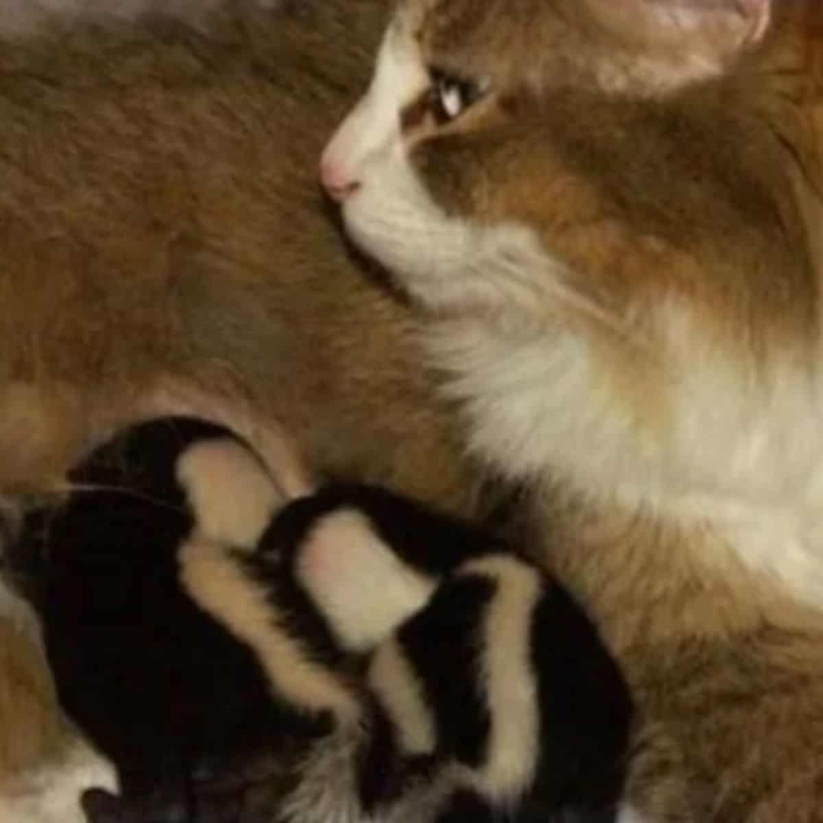 a cat looking at her kittens while they nurse her