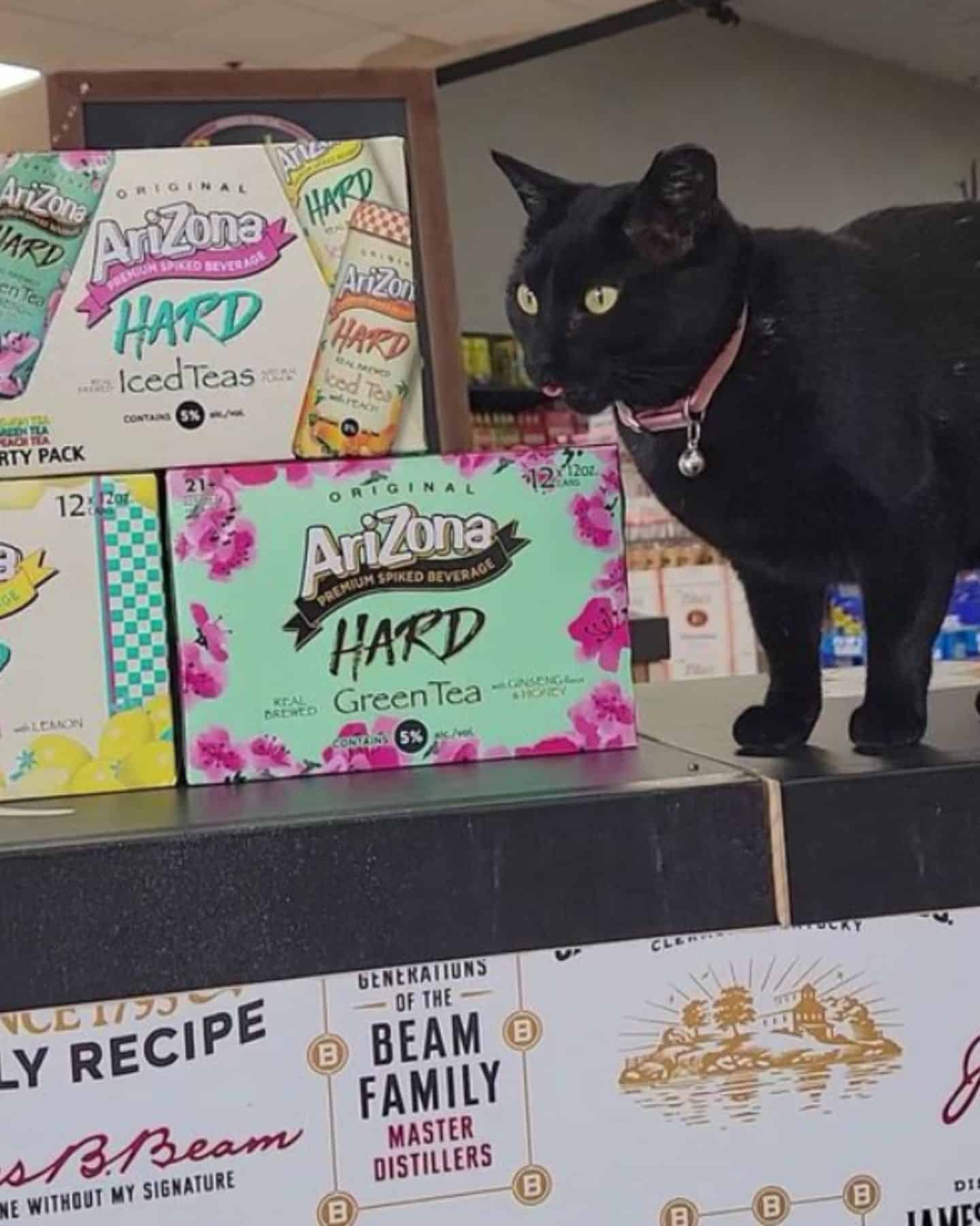 a cat on a shelf with cartons of beer