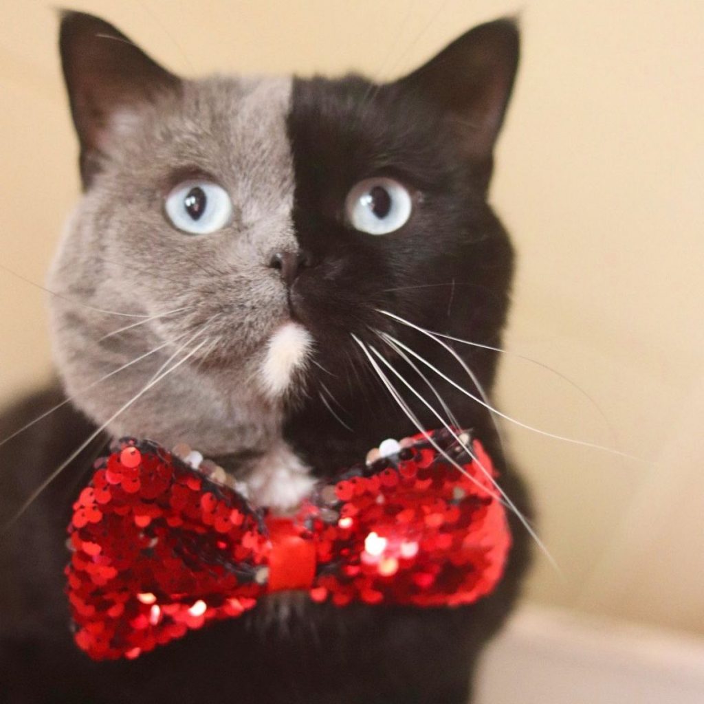 a cat with two faces and a red bow around its neck is looking at the camera