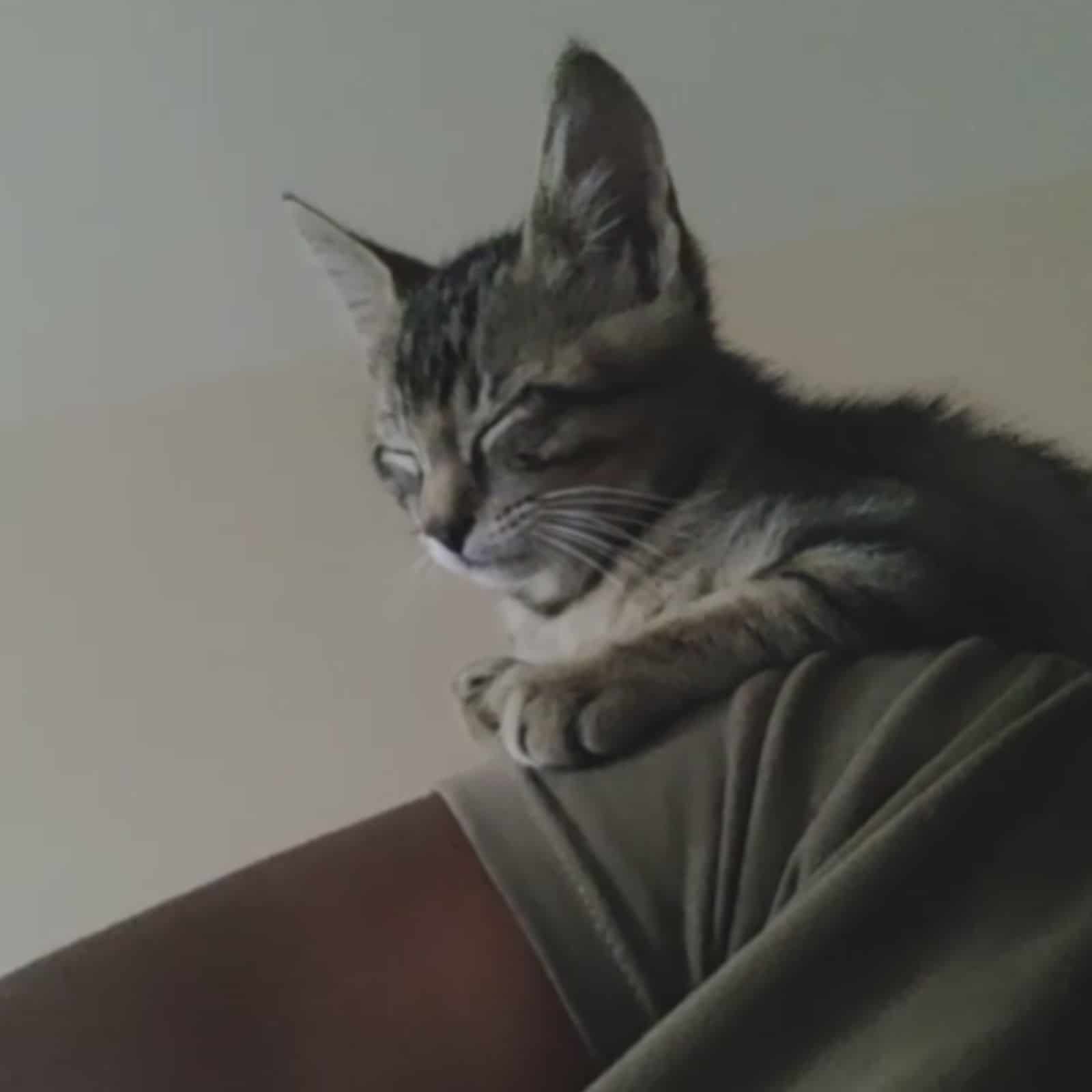 a kitten sleeps on a man's shoulder
