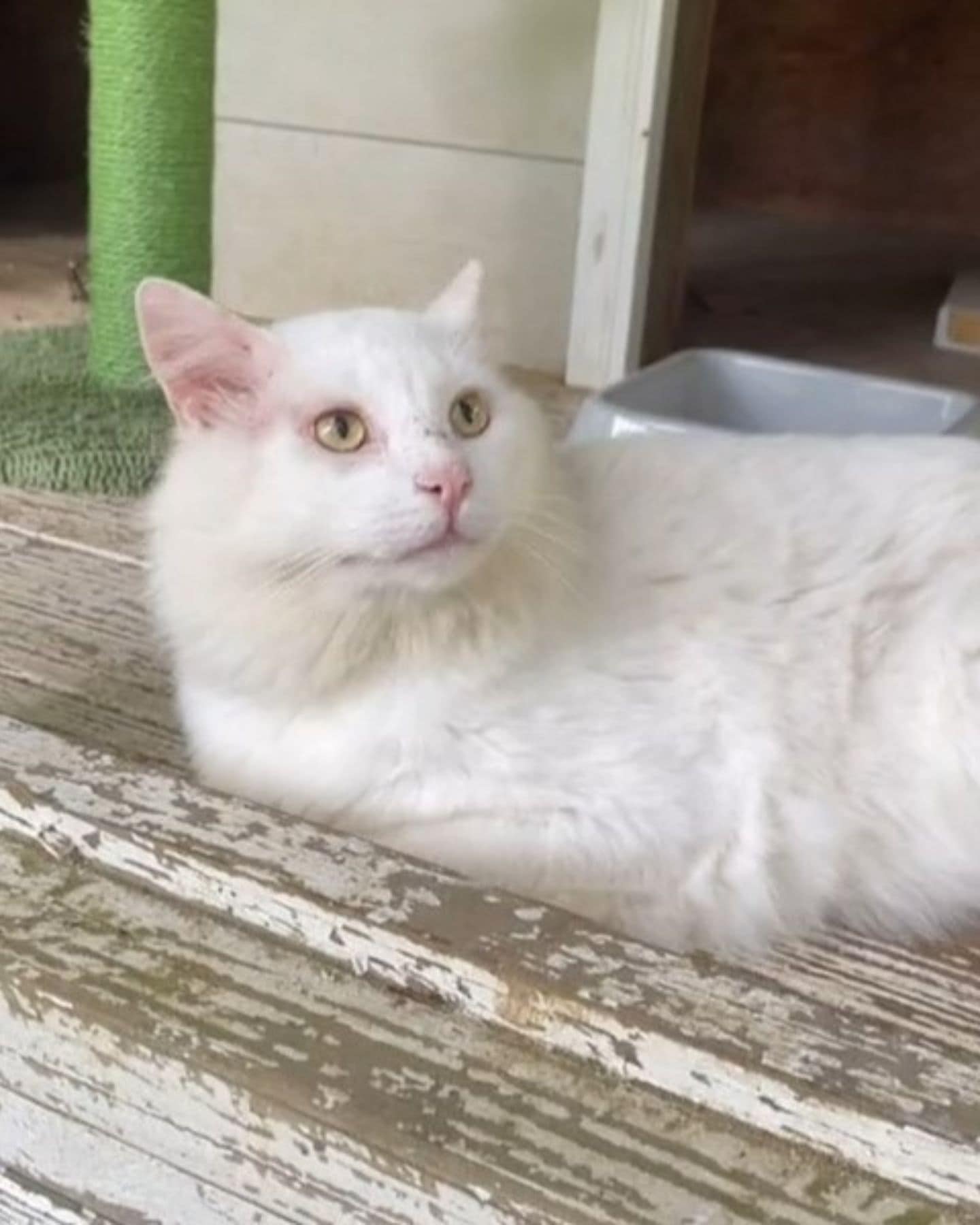a white cat lies on a wooden base