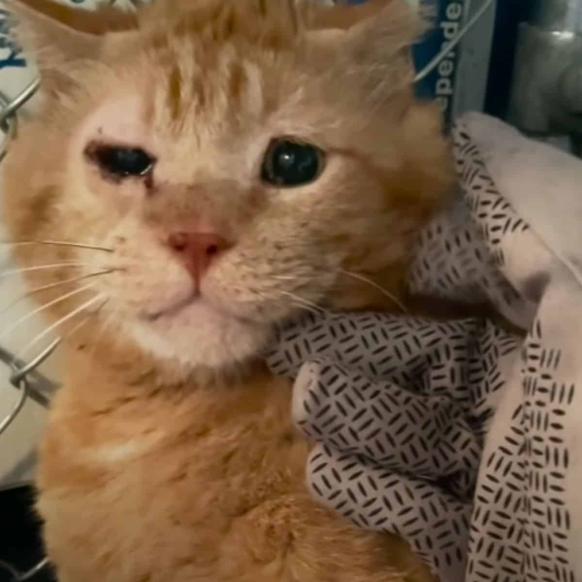 a yellow kitten with an injured eye
