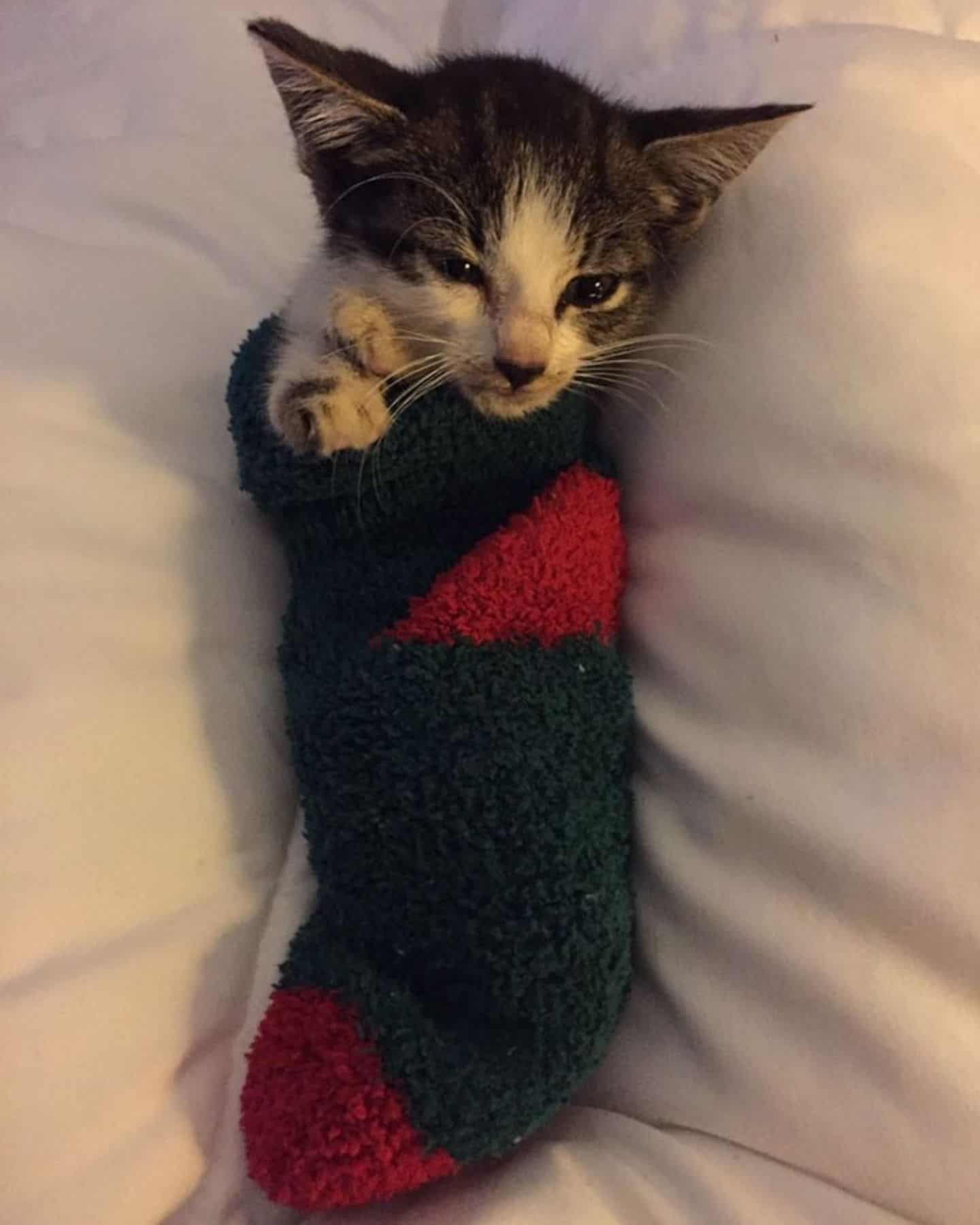 adorable wrapped kitten