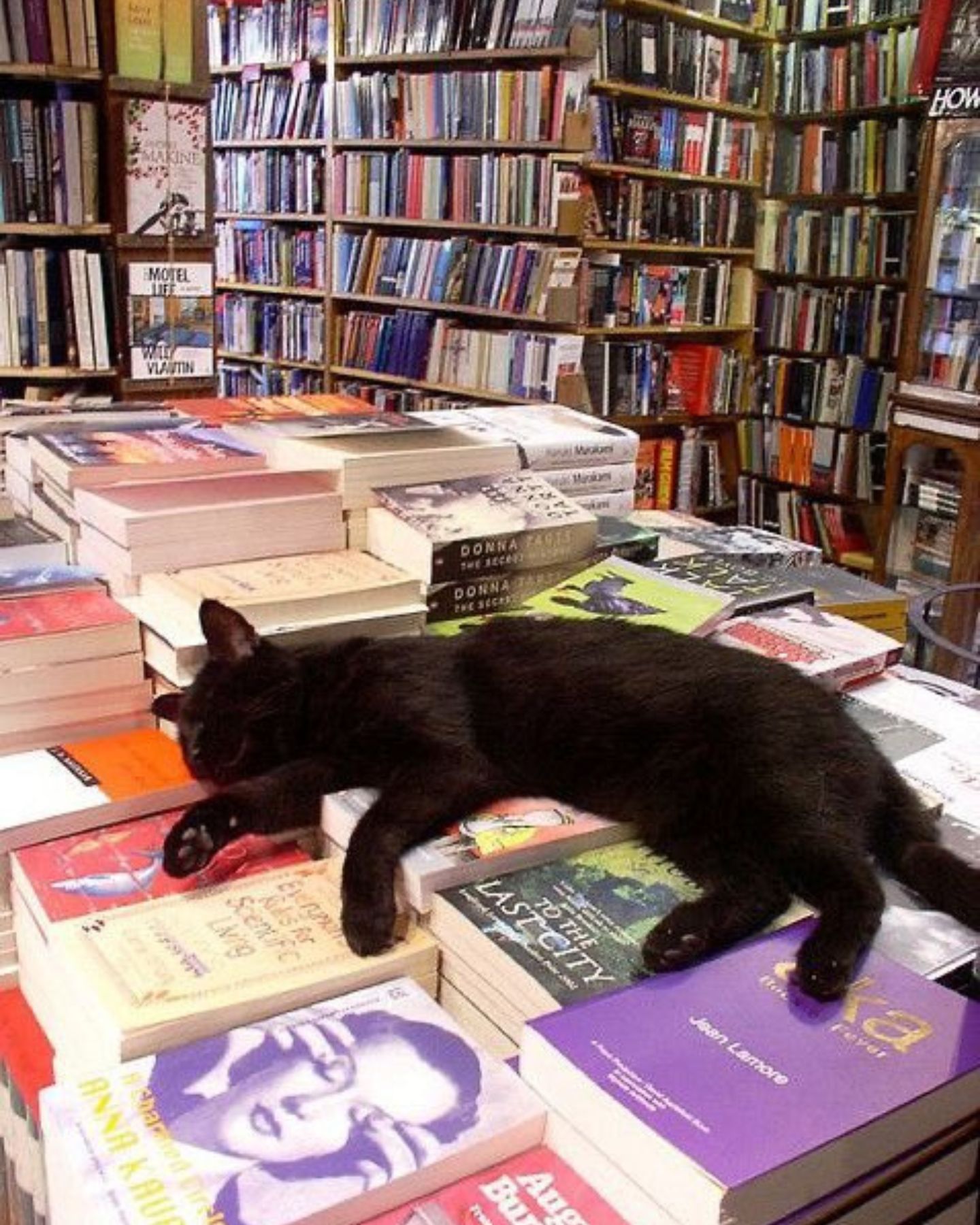 black cat lying on pile of books