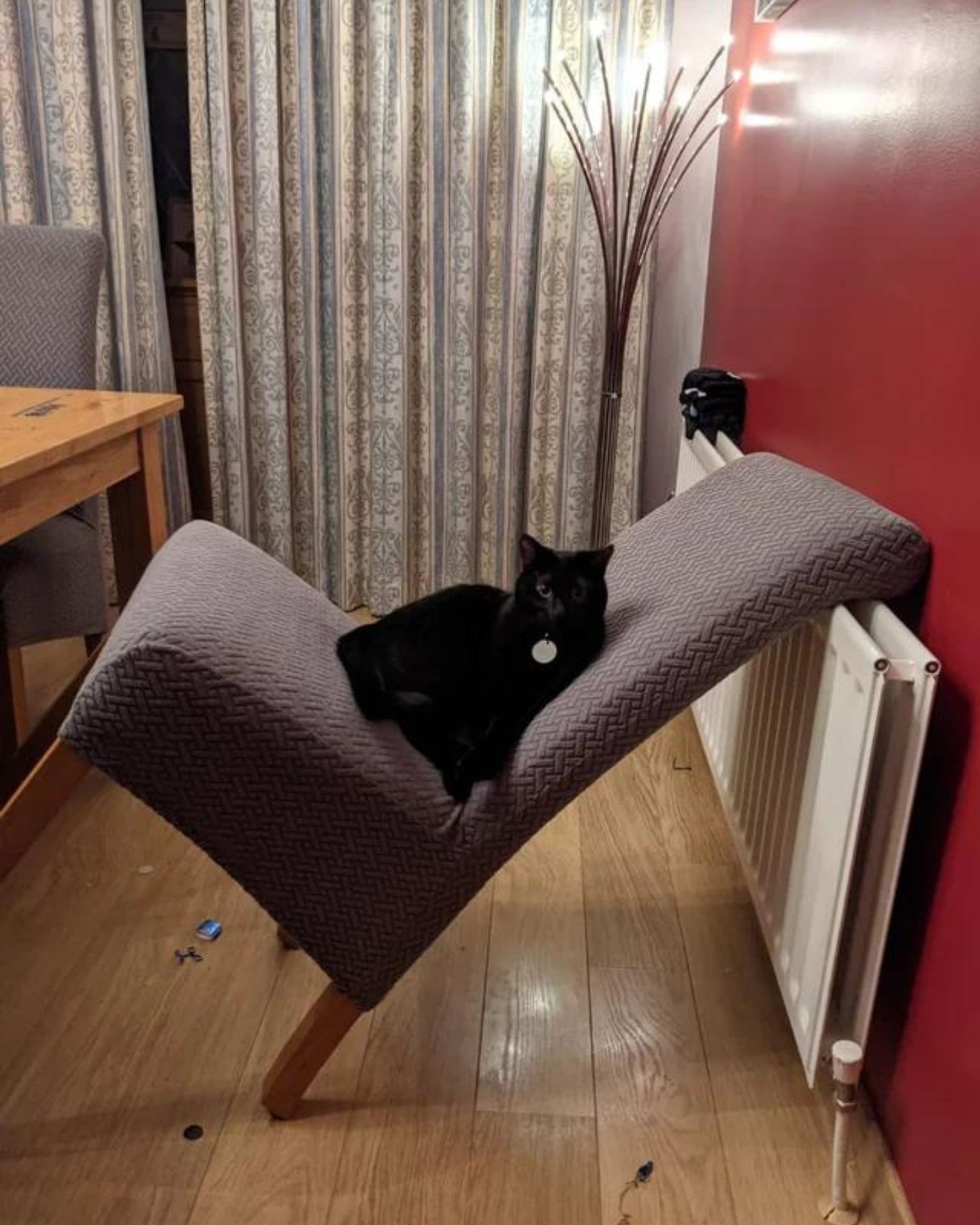 black cat sitting in leaning chair