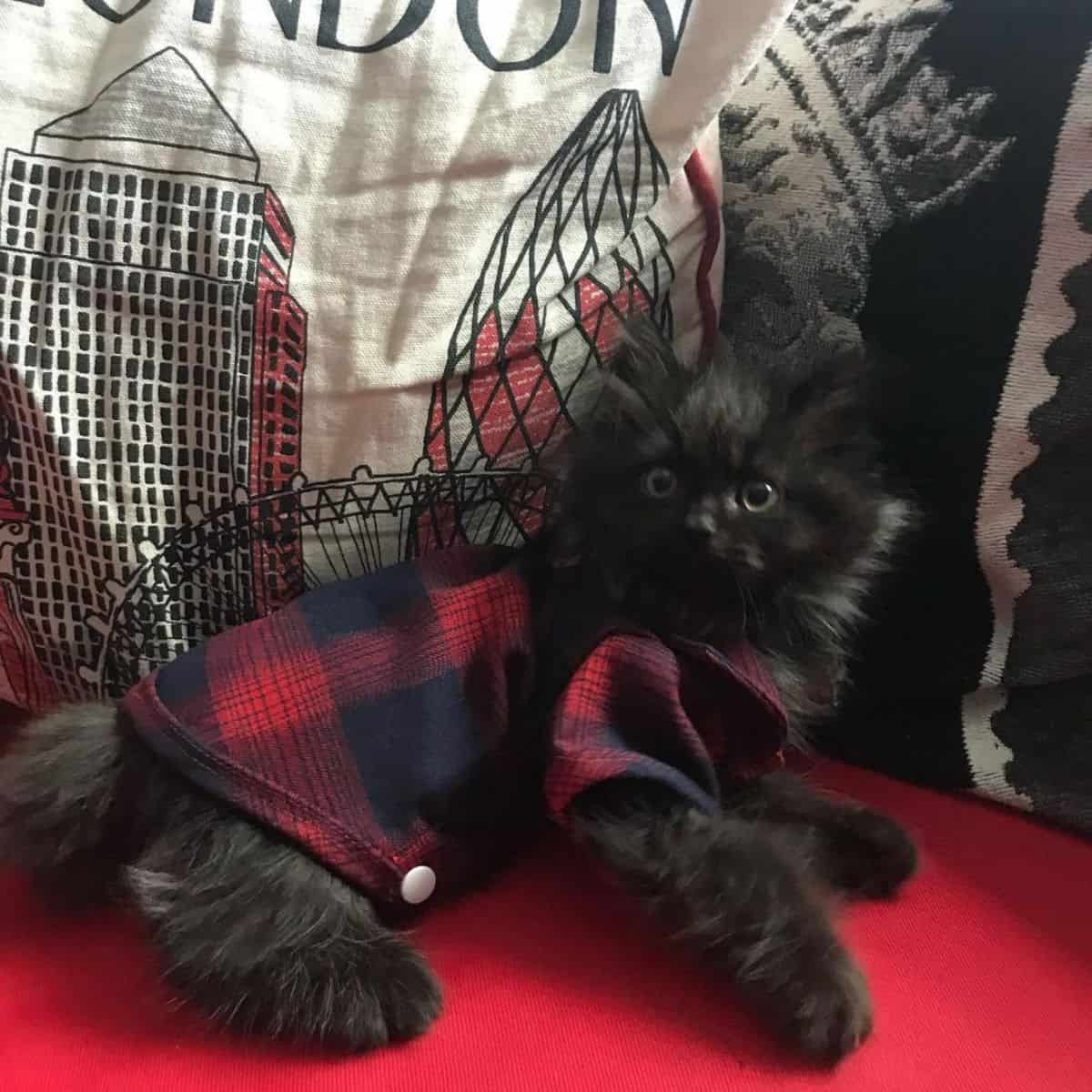 black cat with clothes