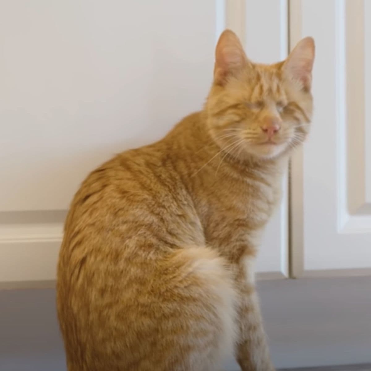 blind ginger cat