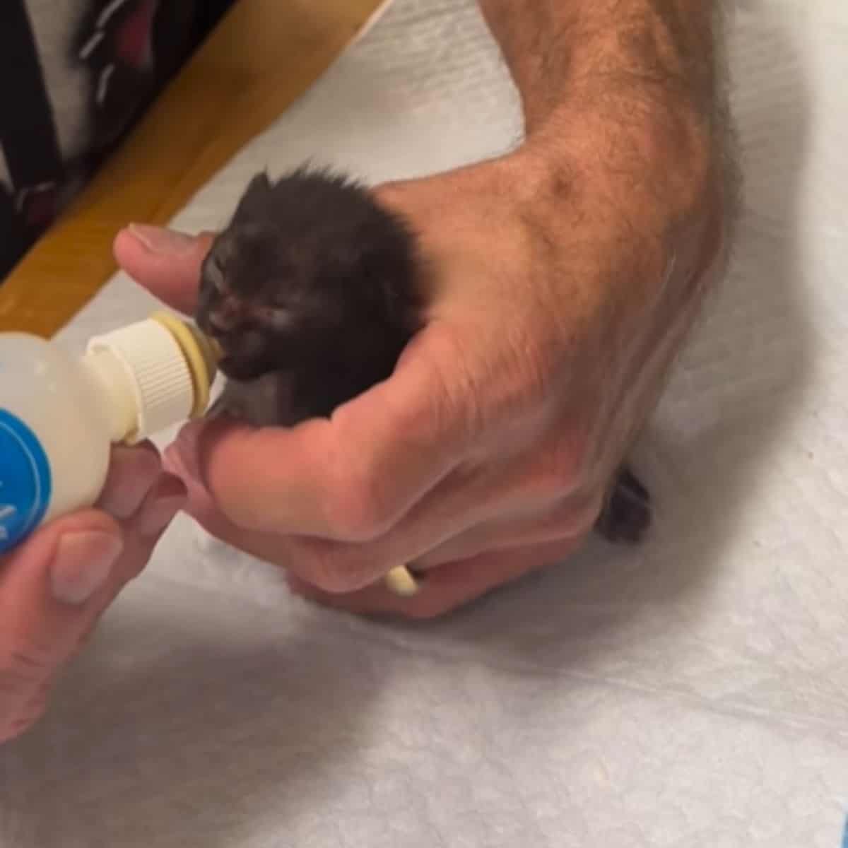 bottle feeding newborn kitten