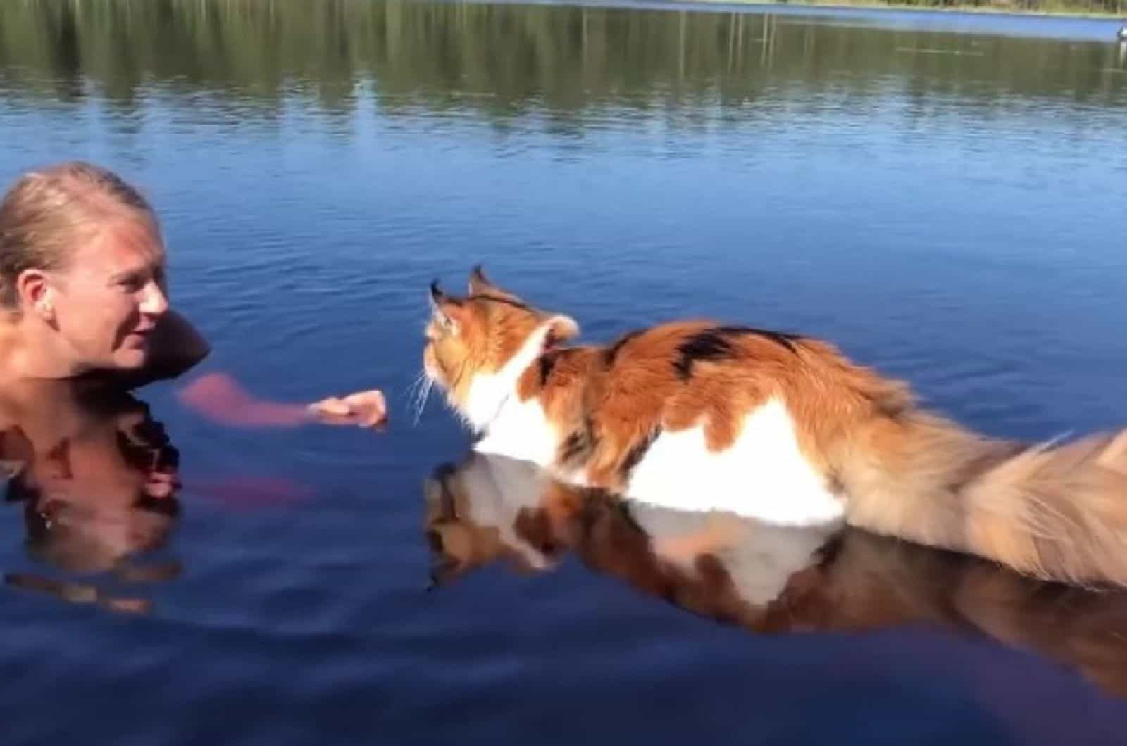 calico cat in the water