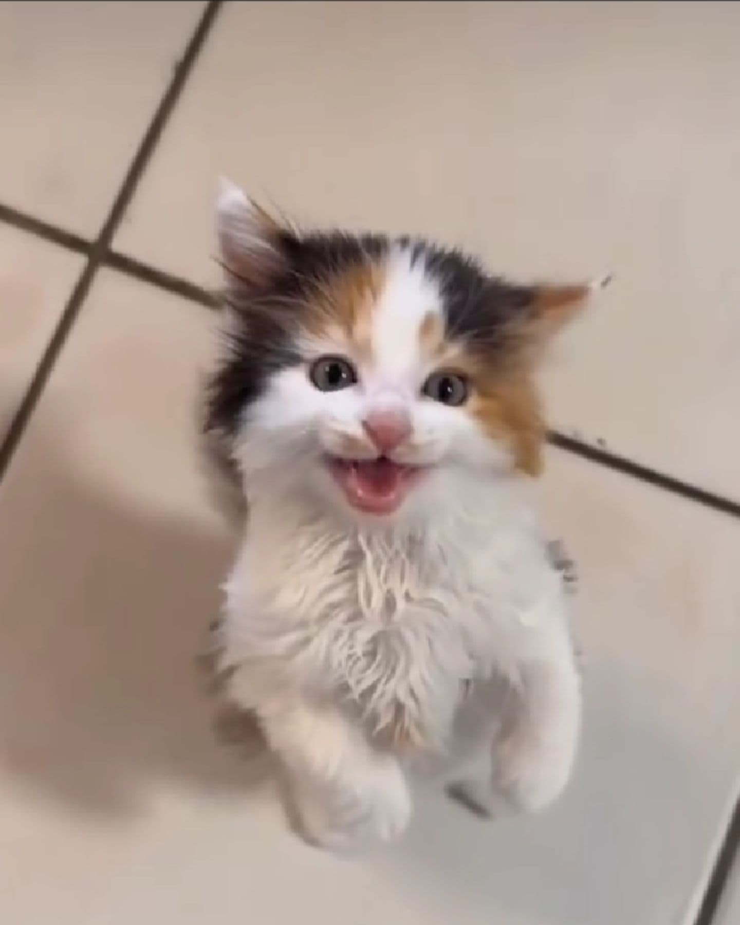 calico kitten