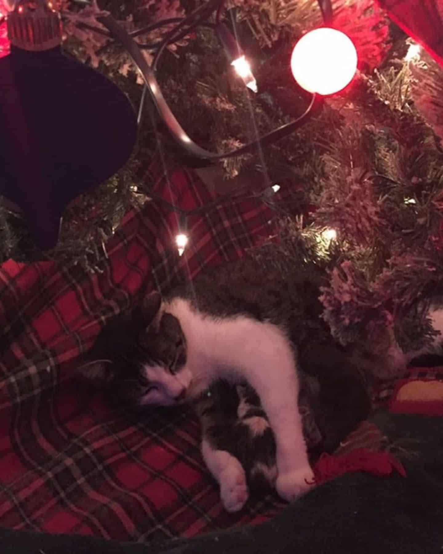 cat gave birth under the christmas tree