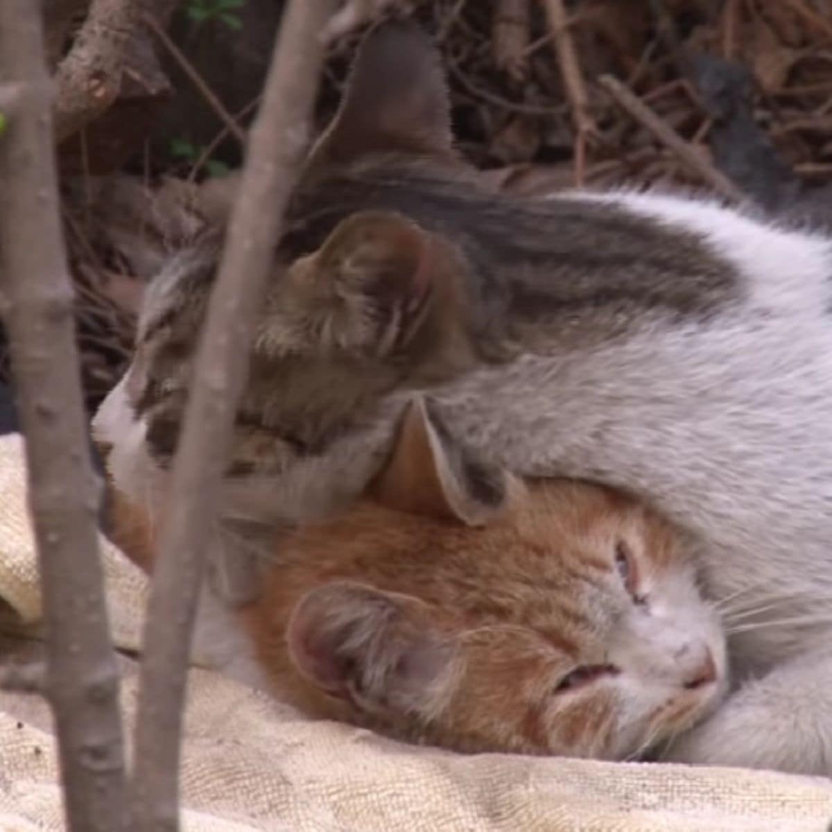cat hugging another cat