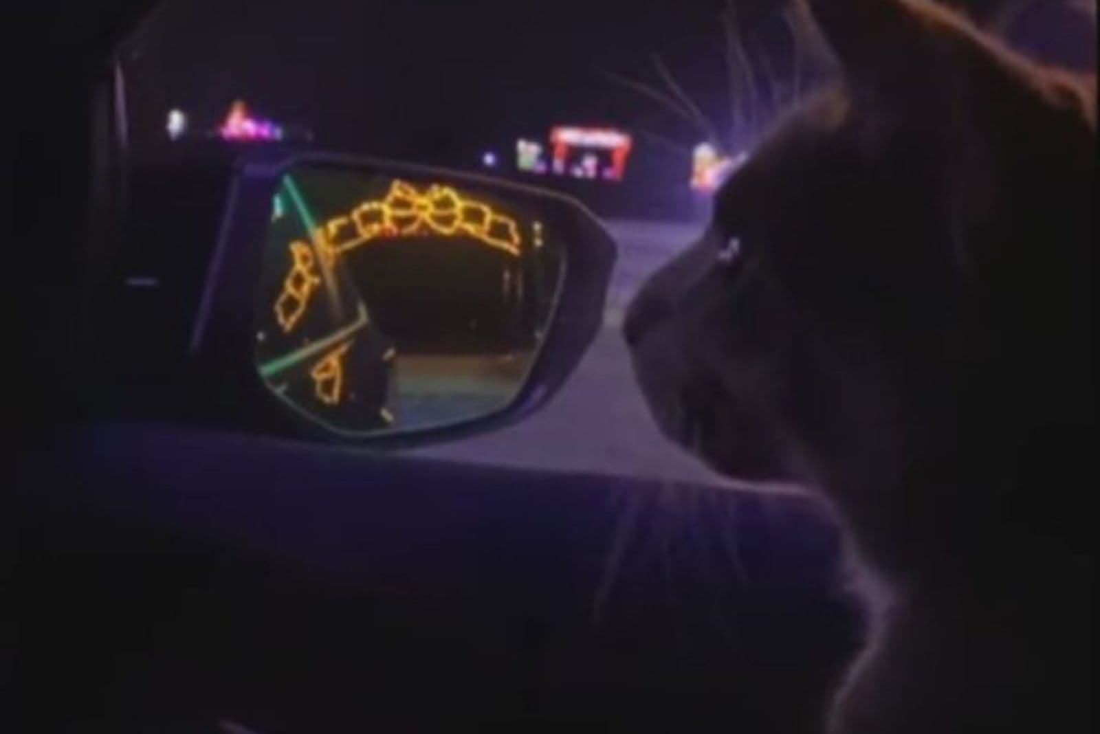 cat in a car
