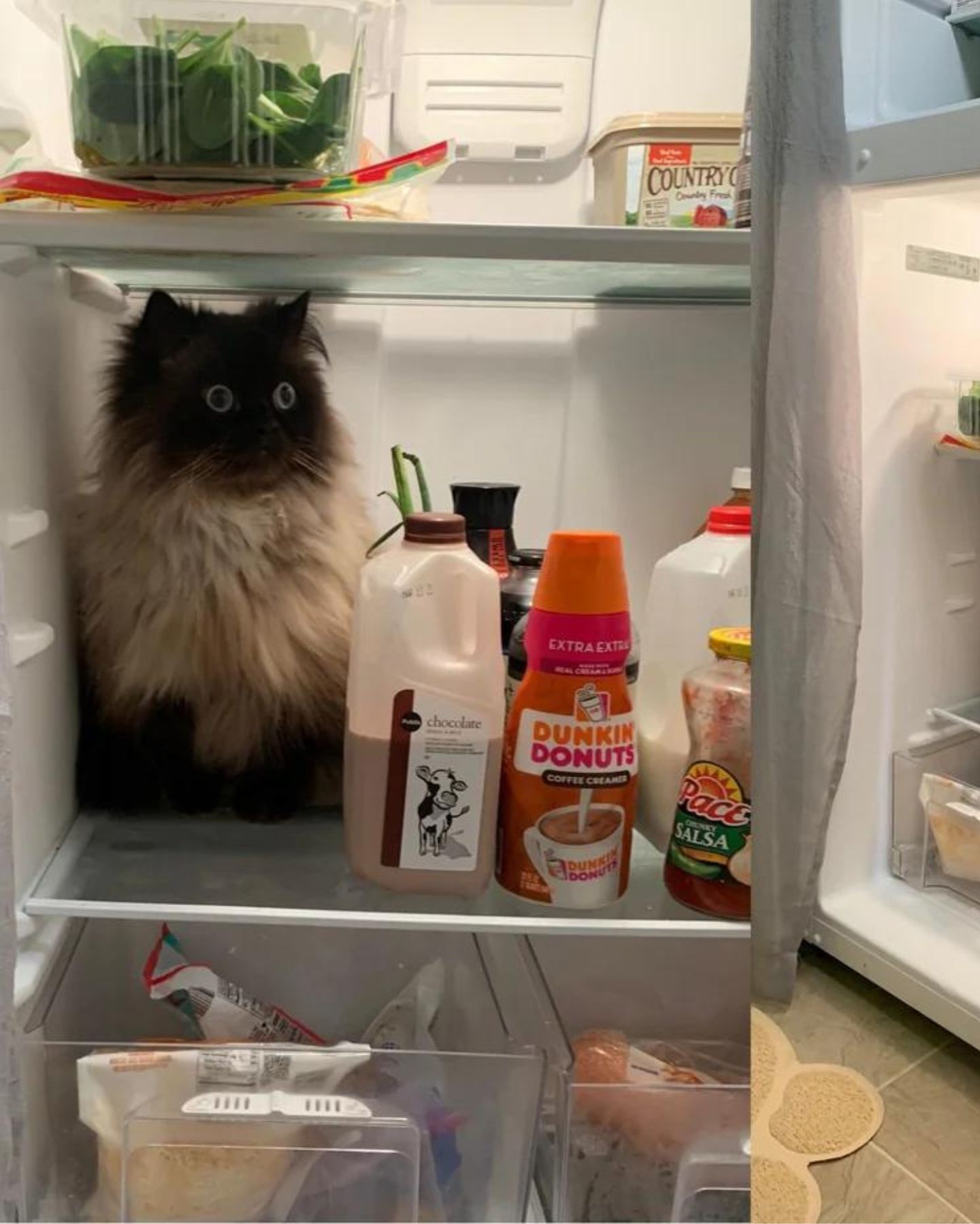 cat in a fridge