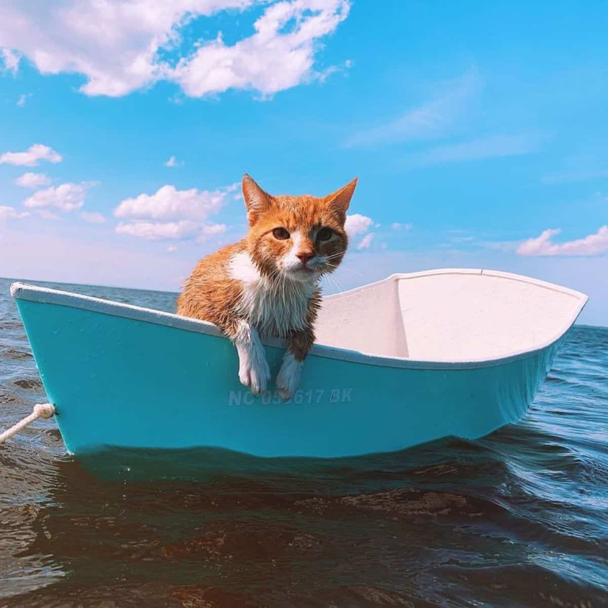 cat in little boat
