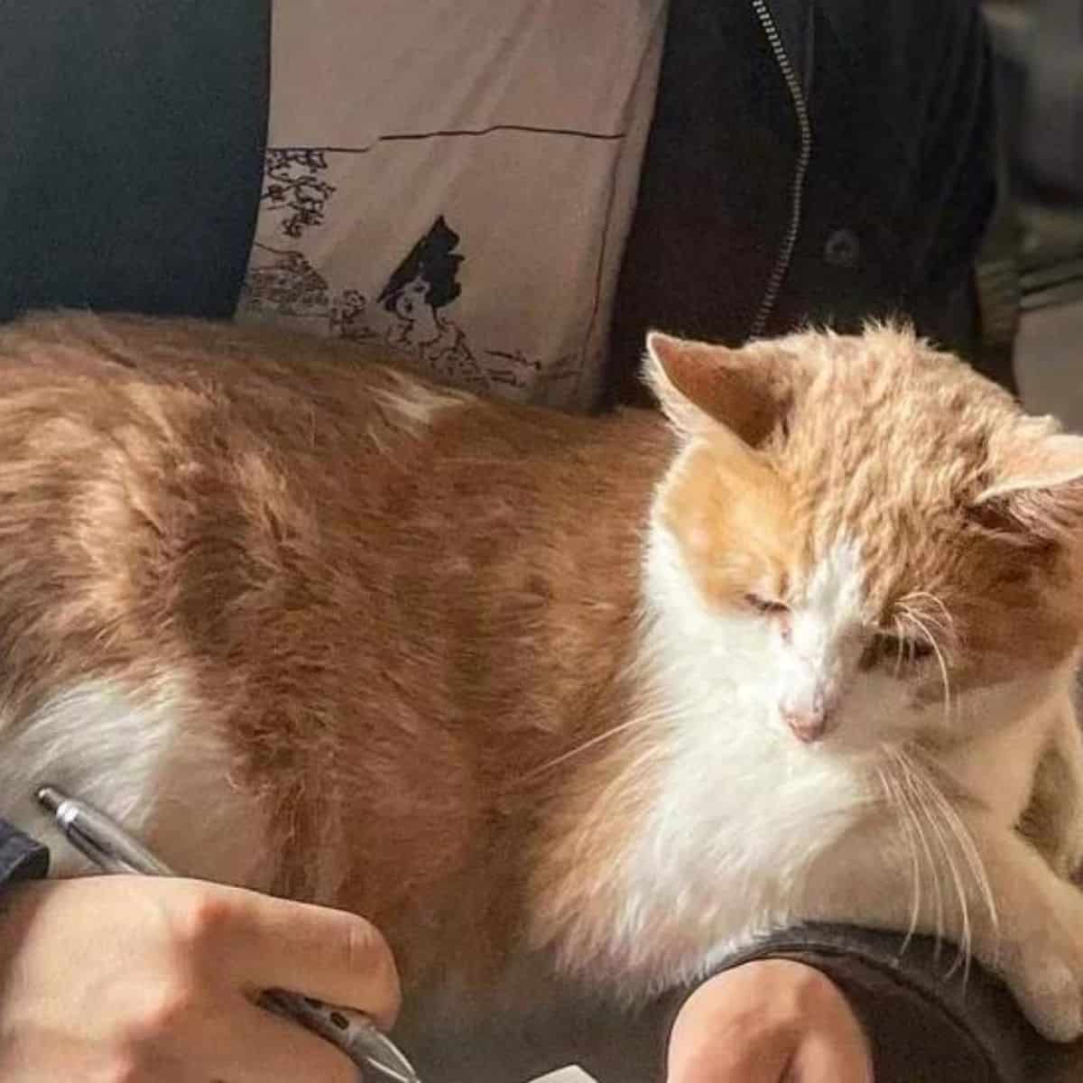 cat in man lap
