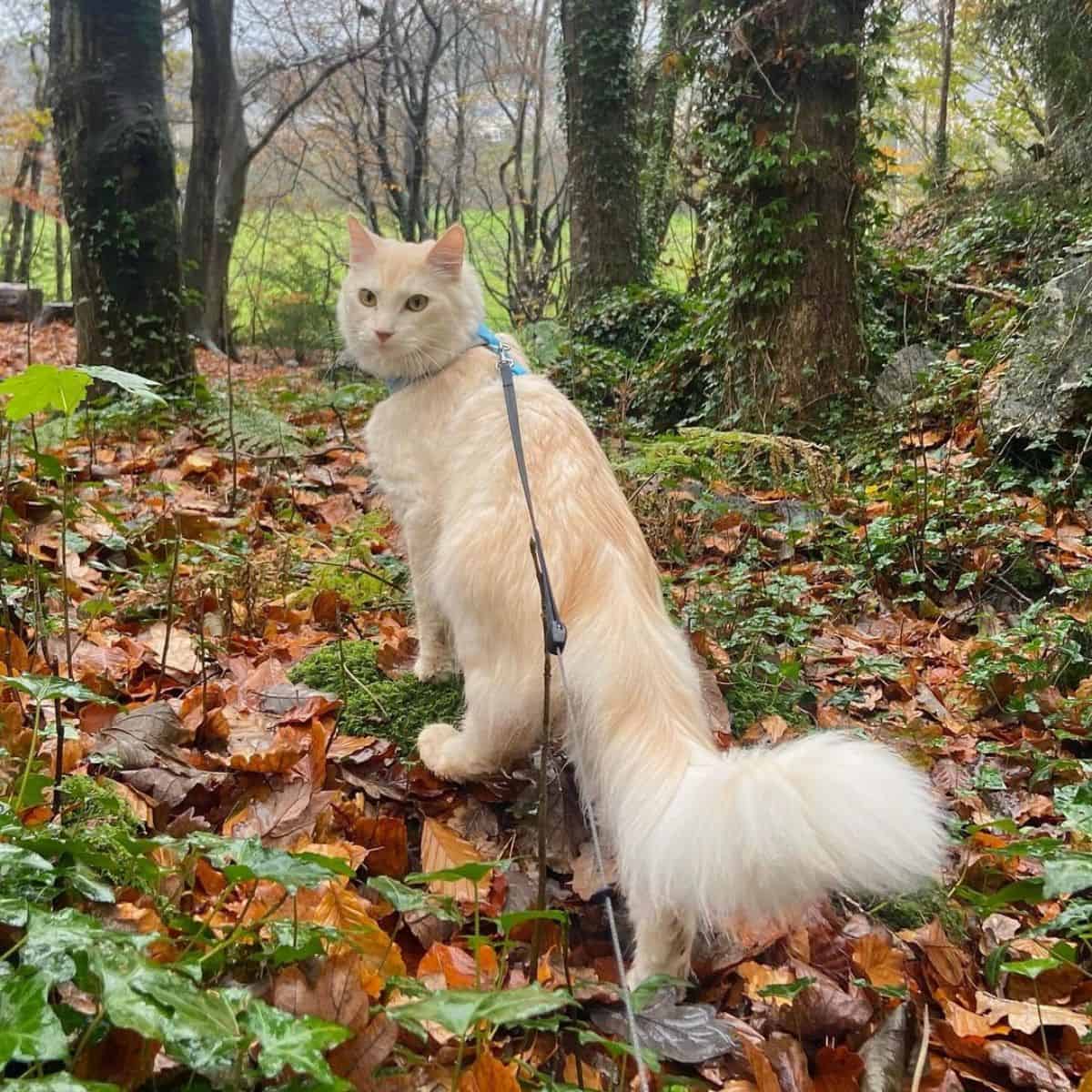 cat in the wood