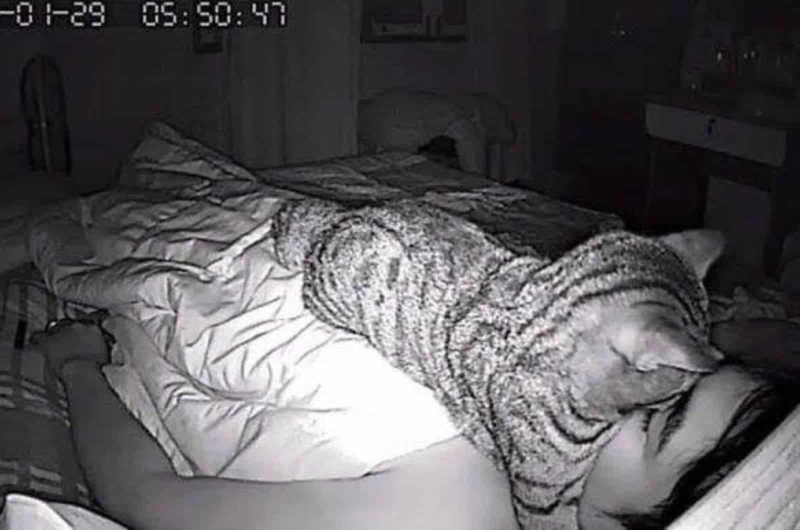 cat laying in bed with owner